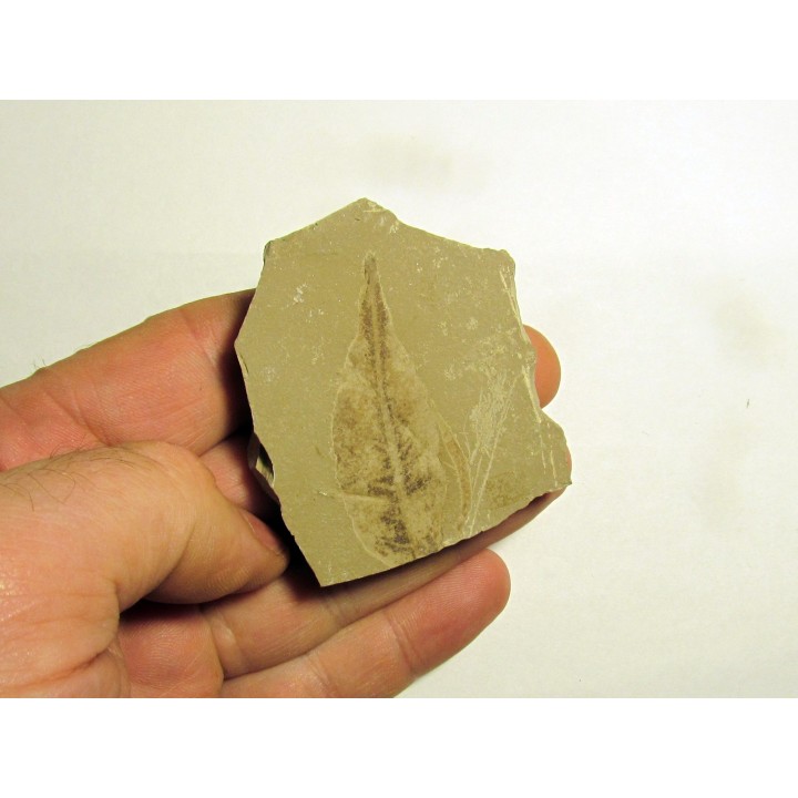 gymnocladus hesperia (1)