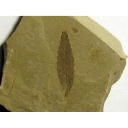 cedrelospermum nervosa (1)