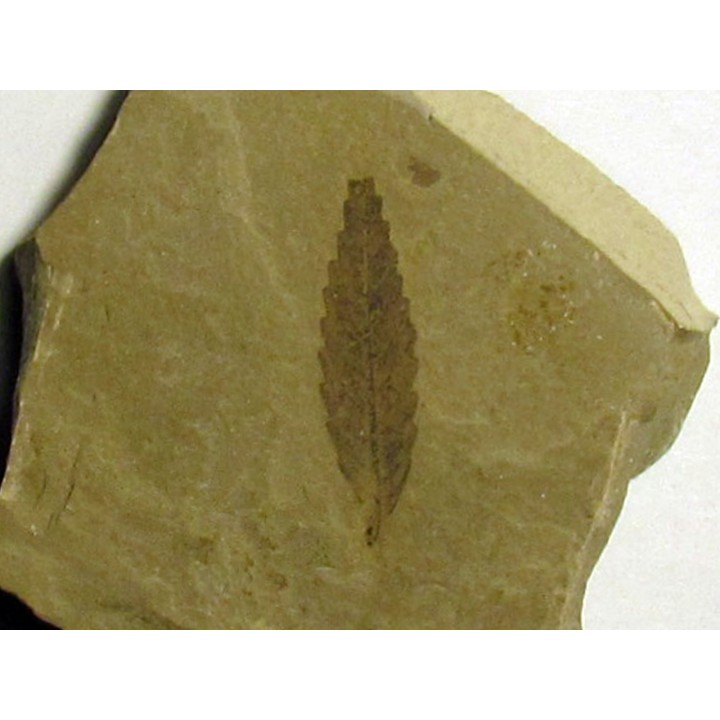 cedrelospermum nervosa (1)