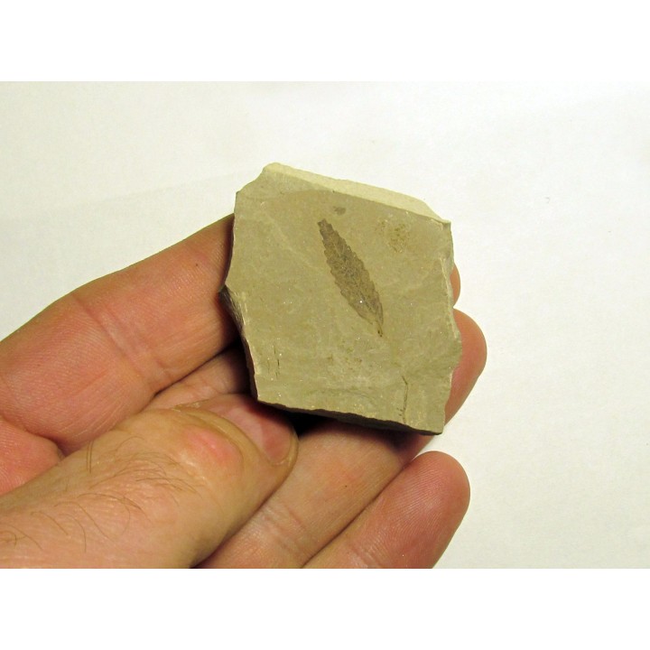 cedrelospermum nervosa (1)