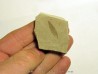 cedrelospermum nervosa (1)