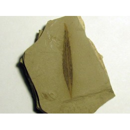 cedrelospermum nervosa (2)