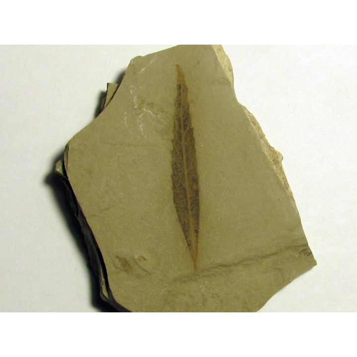 cedrelospermum nervosa (2)