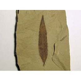 cedrelospermum nervosa (3)