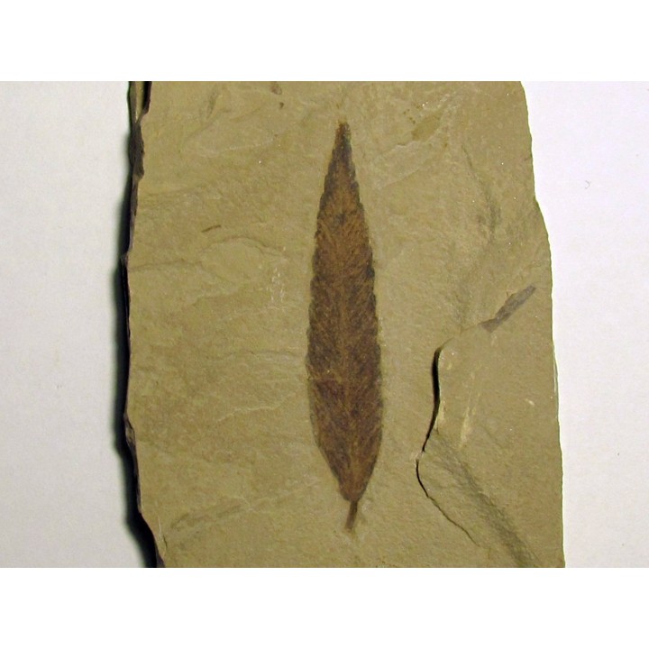 cedrelospermum nervosa (3)