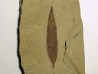cedrelospermum nervosa (3)