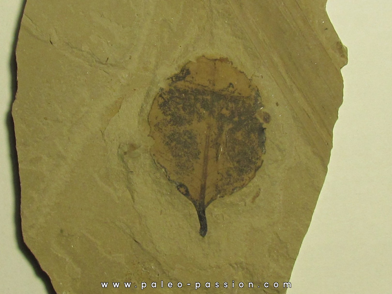 symphoricarpes sp. (symphorine) (1)