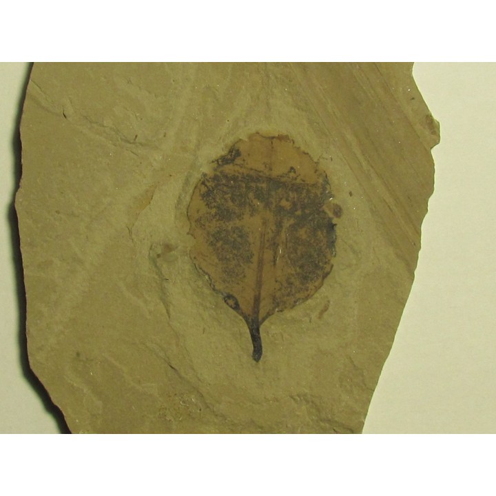 symphoricarpes sp. (symphorine) (1)
