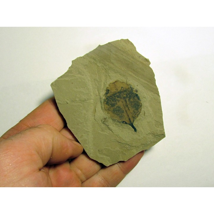symphoricarpes sp. (symphorine) (1)
