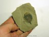 symphoricarpes sp. (symphorine) (1)