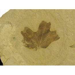 lygodium kaulfussii (1)
