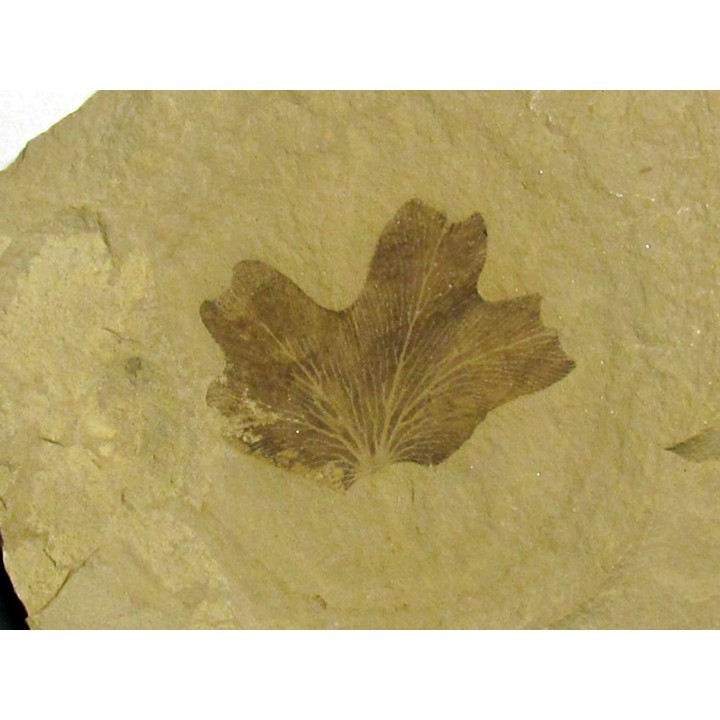 lygodium kaulfussii (1)