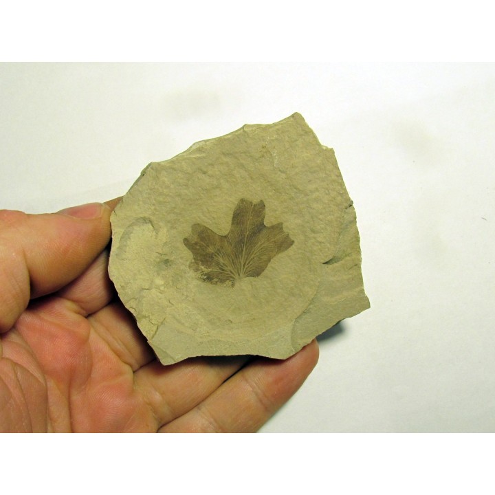 lygodium kaulfussii (1)