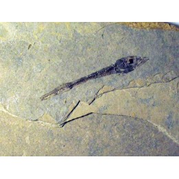 Cobitopsis acutus  (1)