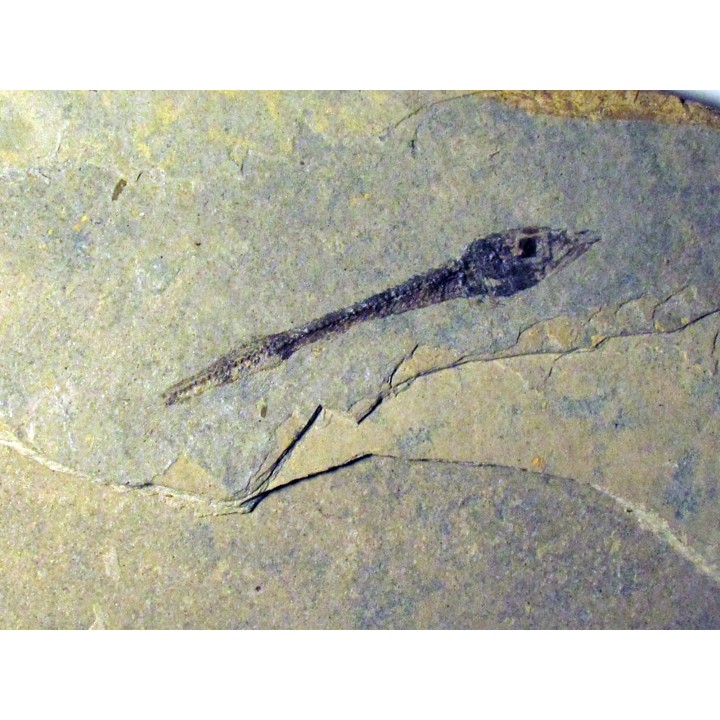 Cobitopsis acutus  (1)