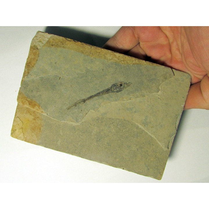 Cobitopsis acutus  (1)
