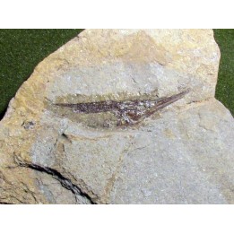 fossil fish: AEOLISCUS HEINRICHI (1)