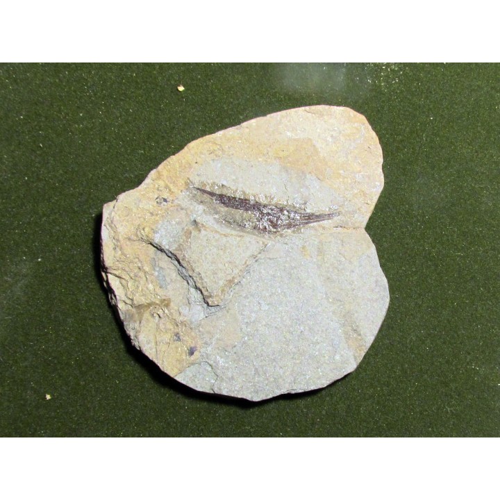 fossil fish: AEOLISCUS HEINRICHI (1)