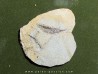 fossil fish: AEOLISCUS HEINRICHI (1)