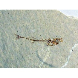 GASTEROTEUS STICKLEBACK (3)