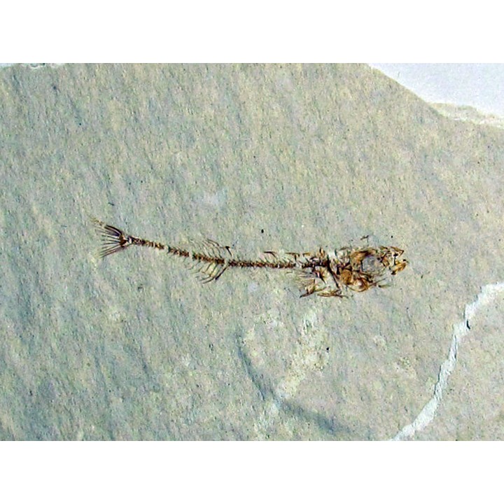 GASTEROTEUS STICKLEBACK (3)