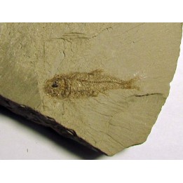 Aphanius crassicaudus