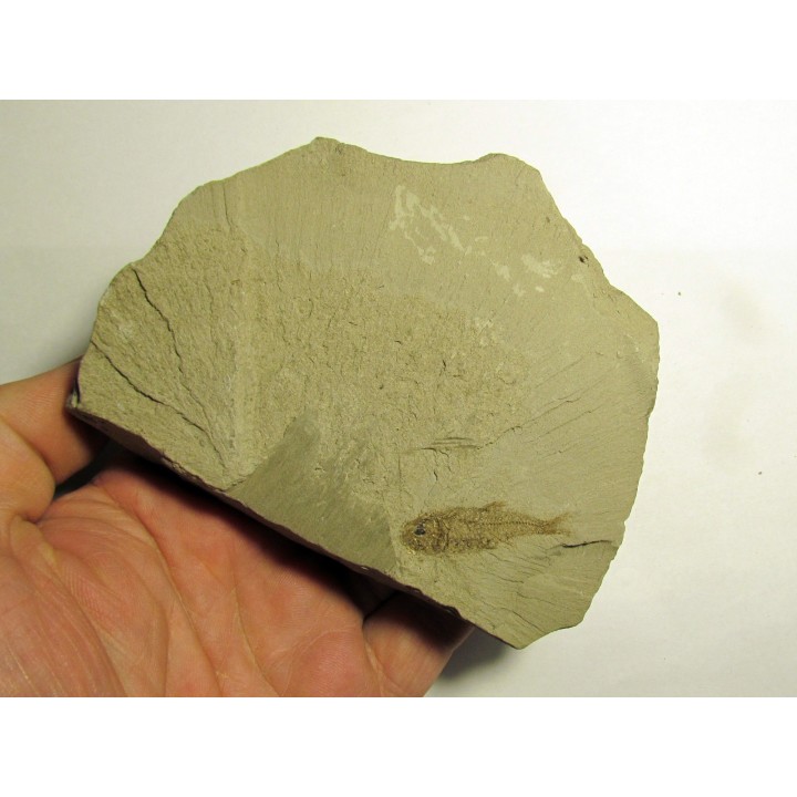 Aphanius crassicaudus