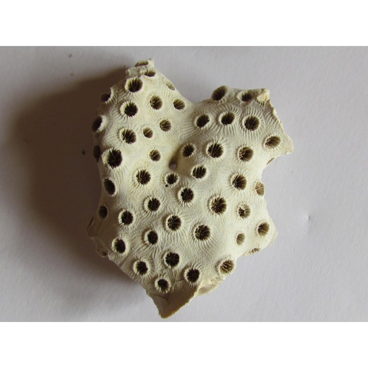 ASTRHELIA PALMATA (1)