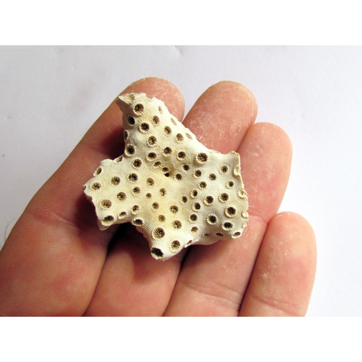 ASTRHELIA PALMATA (1)