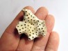 ASTRHELIA PALMATA (1)