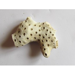 ASTRHELIA PALMATA  (5)