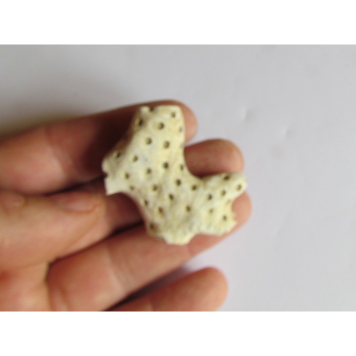 ASTRHELIA PALMATA  (5)