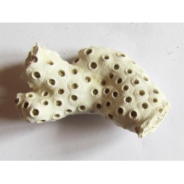 ASTRHELIA PALMATA  (9)
