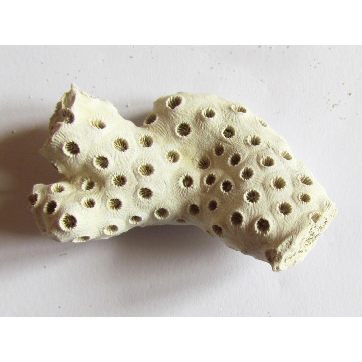 ASTRHELIA PALMATA  (9)