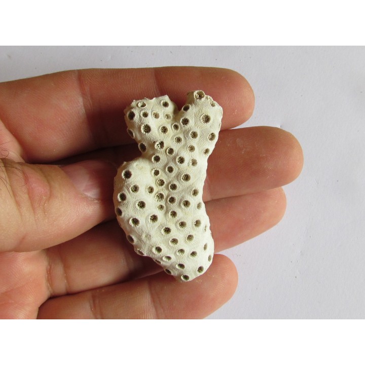 ASTRHELIA PALMATA  (9)