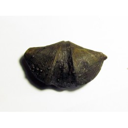 CYRTOSPIRIFER VERNEUILLI  et spirorbis sp. (2)