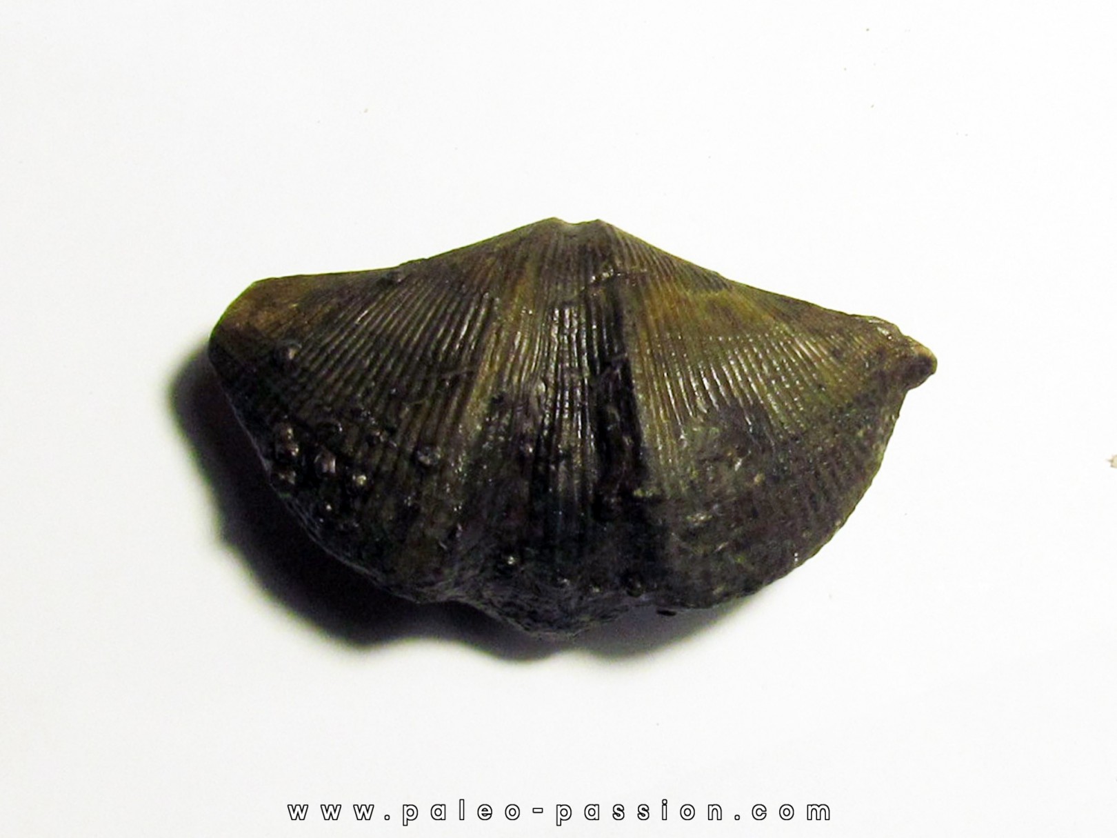 CYRTOSPIRIFER VERNEUILLI et spirorbis sp. (2)