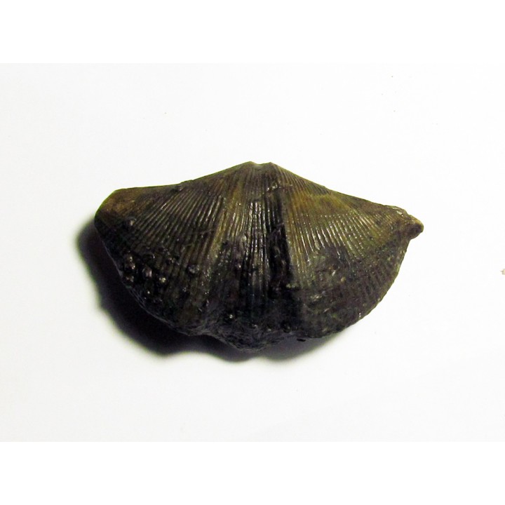 CYRTOSPIRIFER VERNEUILLI  et spirorbis sp. (2)