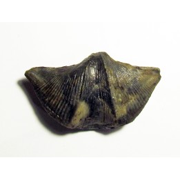 CYRTOSPIRIFER VERNEUILLI  and spirorbis sp. (5)