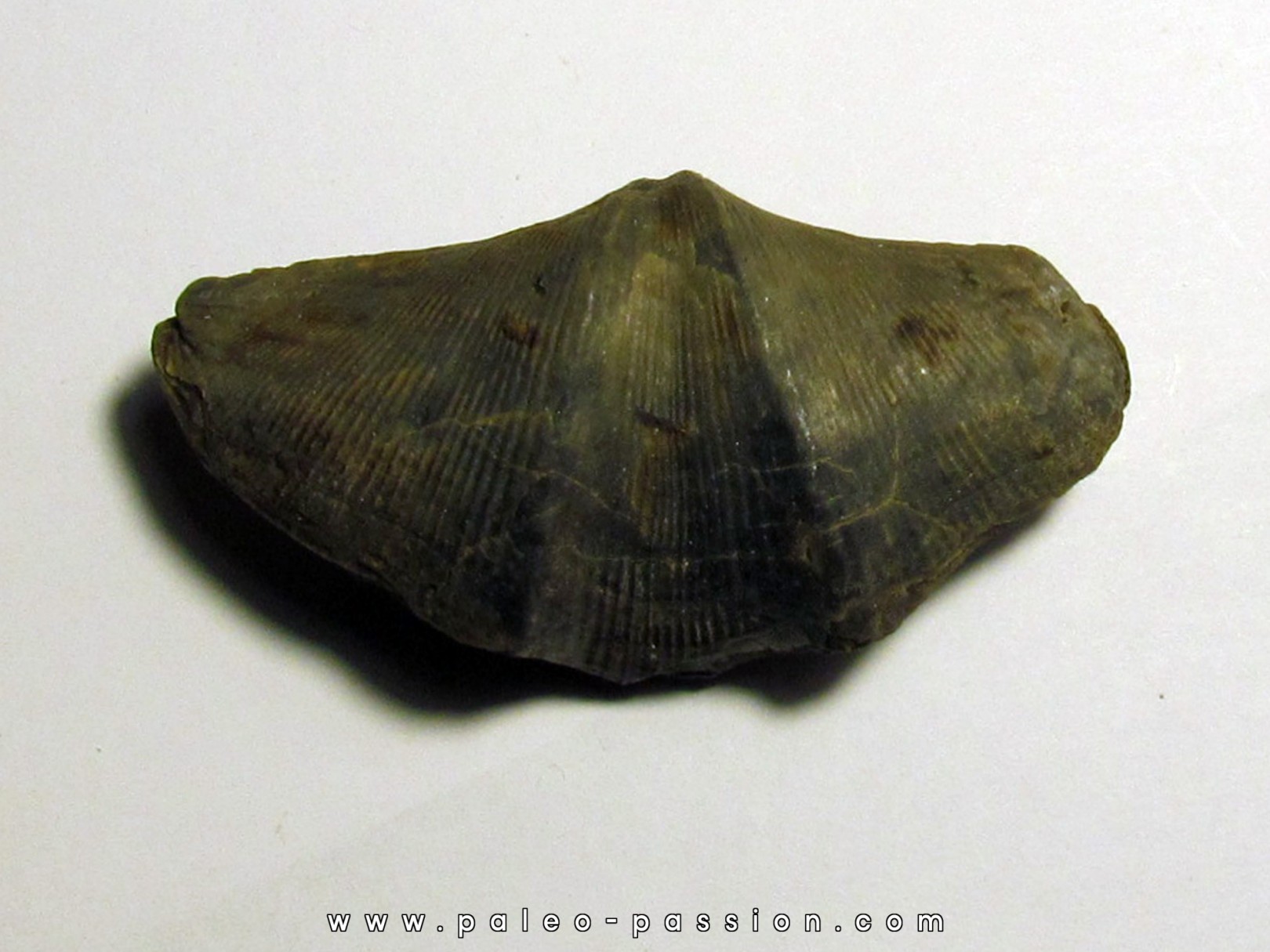 CYRTOSPIRIFER VERNEUILLI et petrocrania sp. (7)