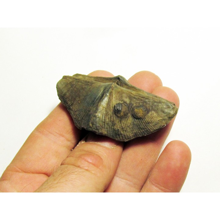 CYRTOSPIRIFER VERNEUILLI  et petrocrania sp. (7)