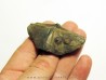 CYRTOSPIRIFER VERNEUILLI et petrocrania sp. (7)