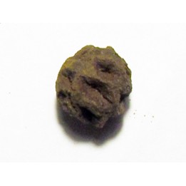 Cone of Metasequoia dakotahensis (4)