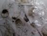 MAMMOTH HAIR