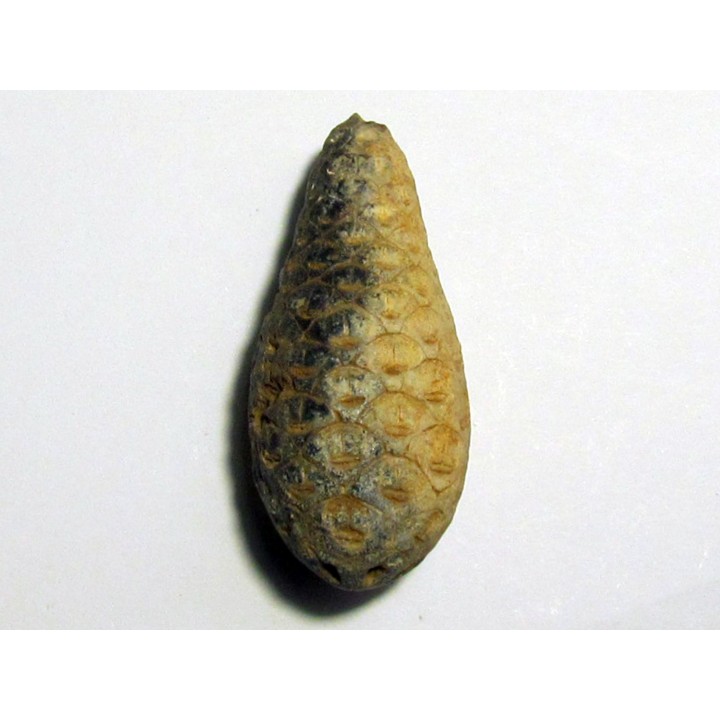 POMME DE PIN "Equicalastrobus" (2)
