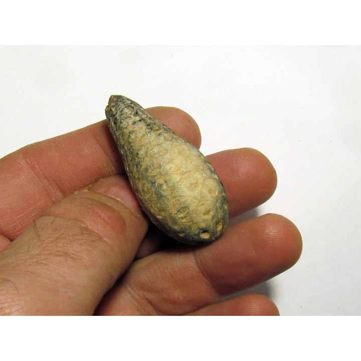 POMME DE PIN "Equicalastrobus" (2)