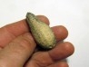 POMME DE PIN "Equicalastrobus" (2)