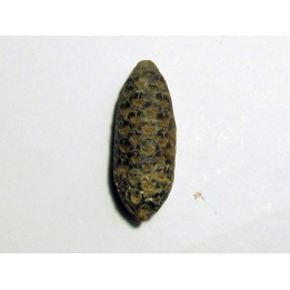 PINE APPLE "Equicalastrobus" silicified (7)