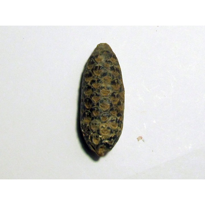 PINE APPLE "Equicalastrobus" silicified (7)