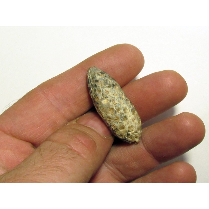 PINE APPLE "Equicalastrobus" silicified (7)